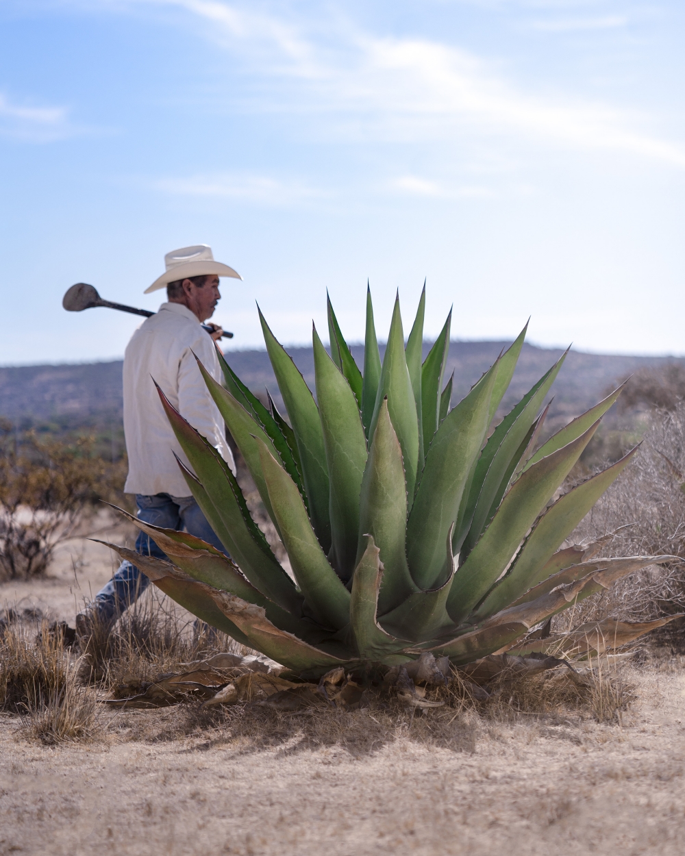 藍色龍舌蘭（Blue Agave） 阿祖龍舌蘭